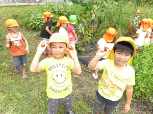 夏野菜の収穫