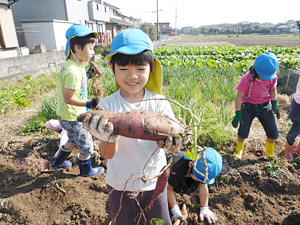 10月30日 芋掘り